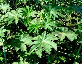 Ricinus communis